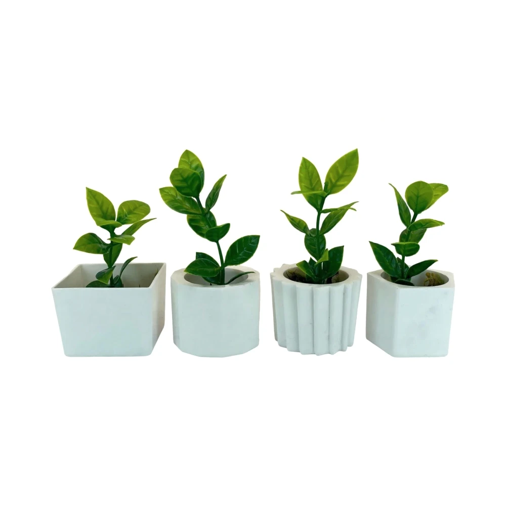 Coleção 4 Suculentas Botânicas Lar da Madeira Botanics em Cachepô Cerâmica Mineral